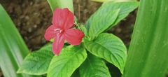 Ruellia elegans