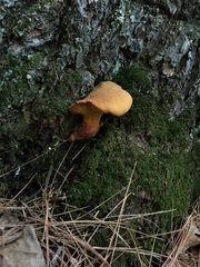 Buchwaldoboletus lignicola
