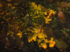 Physaraceae