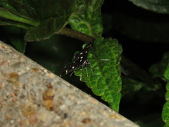 Bocchoris inspersalis