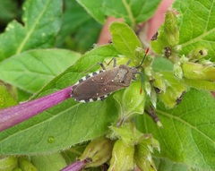 Catorhintha apicalis