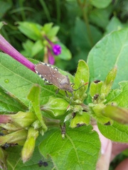 Catorhintha apicalis