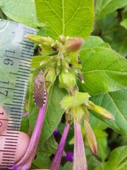 Catorhintha apicalis