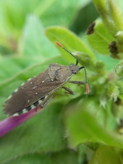 Catorhintha apicalis