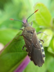 Catorhintha apicalis