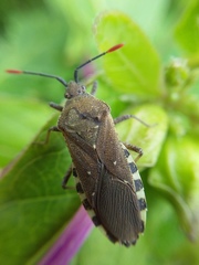 Catorhintha apicalis