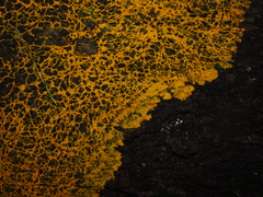 Physaraceae