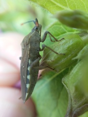 Catorhintha apicalis