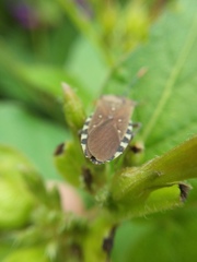 Catorhintha apicalis