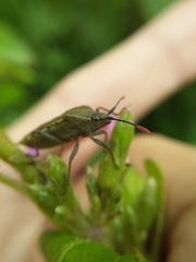 Catorhintha apicalis