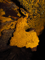 Physaraceae
