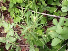 Croton argyranthemus