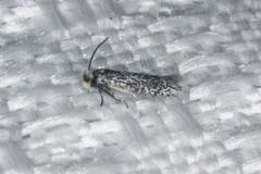 Acalyptris lotella