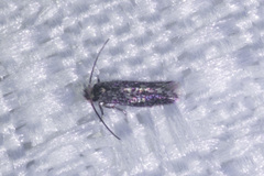 Acalyptris lotella