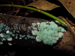 Mycetozoa