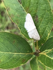 Idaea ostentaria