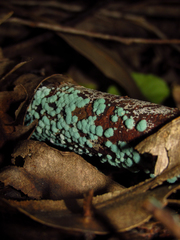 Mycetozoa