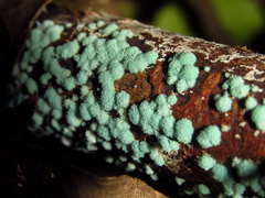 Mycetozoa