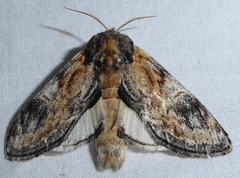 Notodonta ochreata