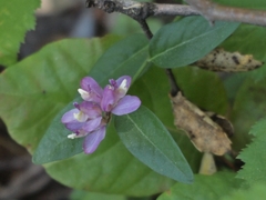 Rhinotropis californica