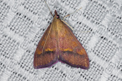 Pyrausta perrubralis