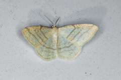 Protitame subalbaria