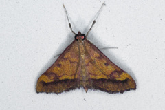 Pyrausta perrubralis