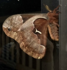 Callosamia angulifera