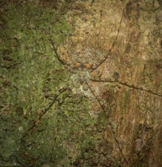 Tamopsis tweedensis