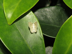 Comostola meritaria