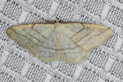 Protitame subalbaria