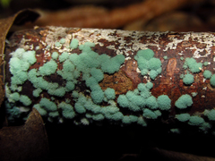 Mycetozoa