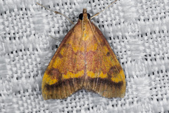 Pyrausta perrubralis