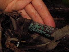 Mycetozoa