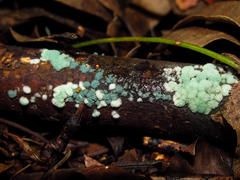 Mycetozoa