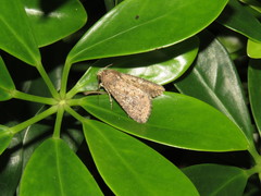 Condica illecta