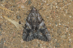 Catocala verrilliana