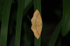 Cyclophora linearia