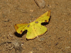 Corymica arnearia