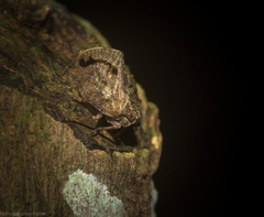 Cotylana angustifrons