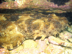 Orectolobus halei