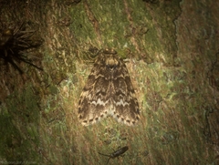 Scaphidriotis xylogramma