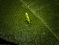 Orthotylinae