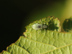 Polydrusus cervinus
