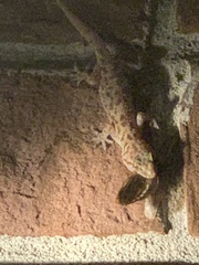 Hemidactylus turcicus image