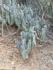 Caralluma