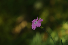 Dianthus gratianopolitanus