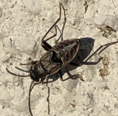 Rhyparochromus