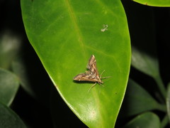 Diasemia accalis