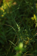 Dianthus gratianopolitanus